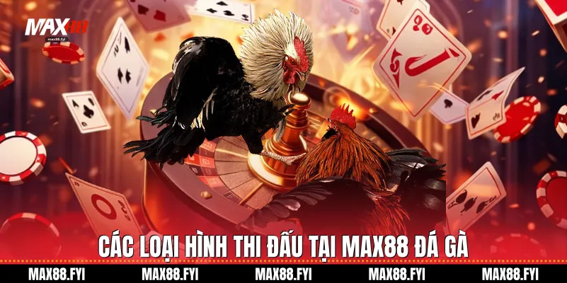 Đá Gà - Sân Chơi Kịch Tính Và Đẳng Cấp Hàng Đầu Tại Max88 2 Các loại hình thi đấu tại Max88 Đá gà
